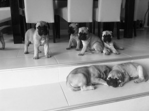 1779793_411185099018122_1231765569_n