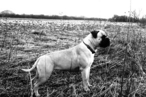 JCH HR , CH HR Topbull Justice is not blind